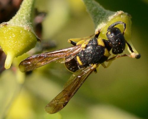 Réf. 222 329 : Eumeninae inconnu